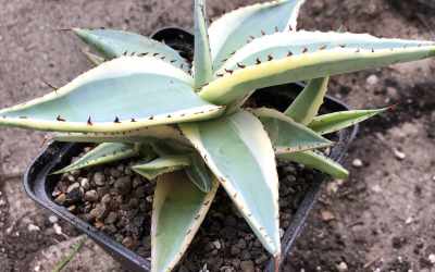 Flower image of Agave guiengola 'Creme Brulee'