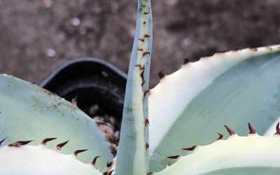 Shoots image of Agave guiengola 'Creme Brulee'