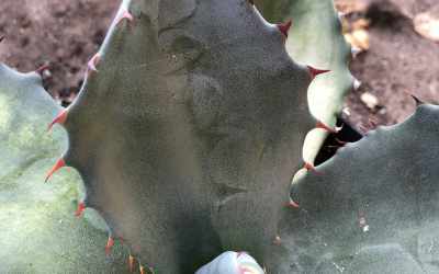 Leaf image of Agave ovatifolia