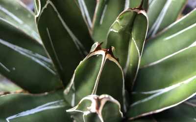 Shoots image of Agave victoriae-reginae