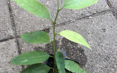 Flower image of Annona papilionella