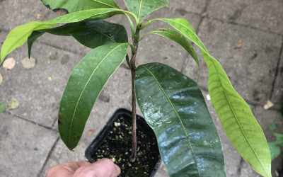 forsale_image image of Bouea macrophylla "Gandaria"