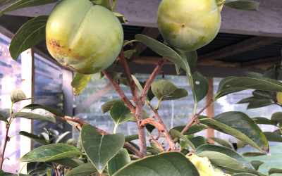 Fruit image of Diospyros kaki