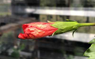 Bud image of Hibiscus rosa-sinensis