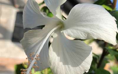 Flower image of Hibiscus sp.