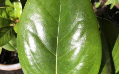 Leaf image of Magnolia grandiflora