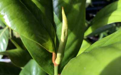 Shoots image of Magnolia grandiflora
