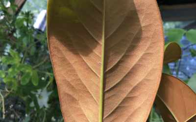 Leaf image of Magnolia grandiflora