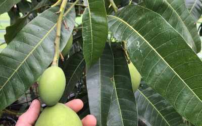 Fruit image of Mangifera India "Keitt"