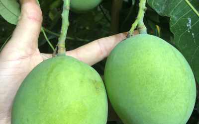 Fruit image of Mangifera India "Keitt"