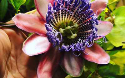 Flower image of Passiflora alata