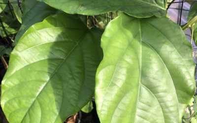 Leaf image of Passiflora alata