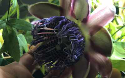 Flower image of Passiflora alata