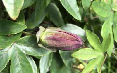 Bud image of Passiflora 'Amethyst'