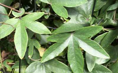 Leaf image of Passiflora 'Amethyst'