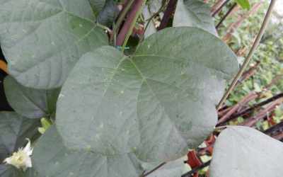 Leaf image of Passiflora anfracta