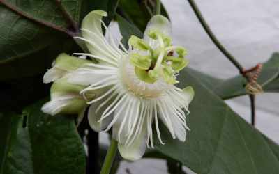 Flower image of Passiflora anfracta