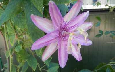 Flower image of Passiflora 'Anna Flora'