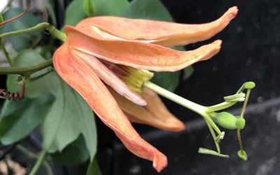 Flower image of Passiflora aurantia