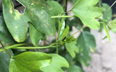 Shoots image of Passiflora aurantia