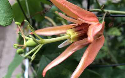 Flower image of Passiflora aurantia