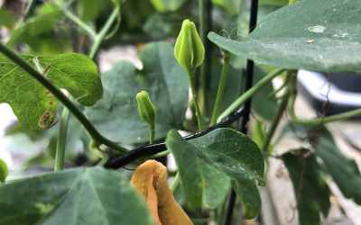 Bud image of Passiflora aurantia