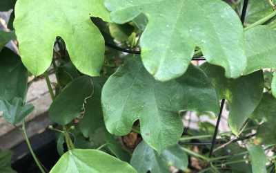 Leaf image of Passiflora aurantia