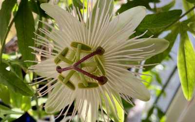 Flower image of Passiflora 'Avalanche'