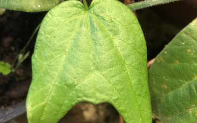 Leaf image of Passiflora capsularis