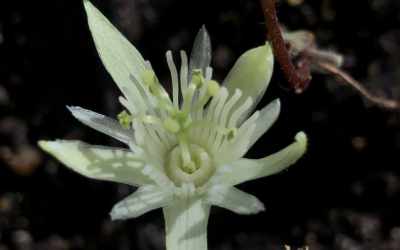 Flower image of Passiflora capsularis