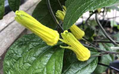 Flower image of Passiflora citrina