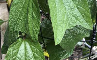 Leaf image of Passiflora citrina