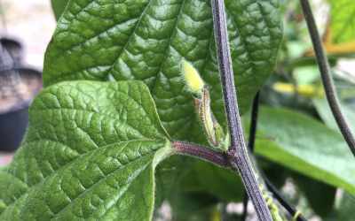 Bud image of Passiflora citrina