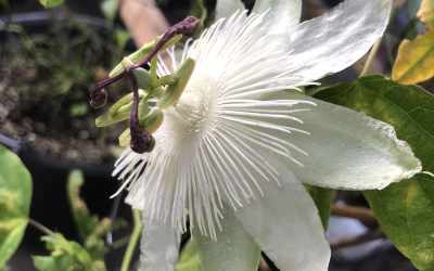 Flower image of Passiflora 'Clara Luna'