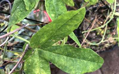 Leaf image of Passiflora 'Clara Luna'