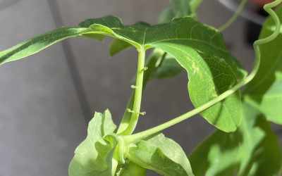 Glands image of Passiflora 'Clara Luna'