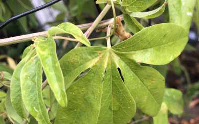 Leaf image of Passiflora 'Constance Eliott'