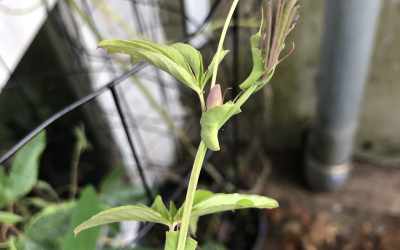 Shoots image of Passiflora 'Constance Eliott'