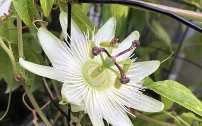 Flower image of Passiflora 'Constance Eliott'