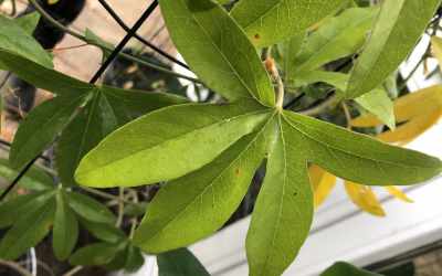 Leaf image of Passiflora 'Constance Eliott'