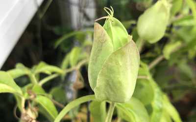 Bud image of Passiflora 'Constance Eliott'