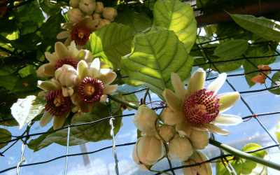 Flower image of Passiflora crenata