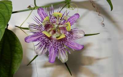 Flower image of Passiflora danielii