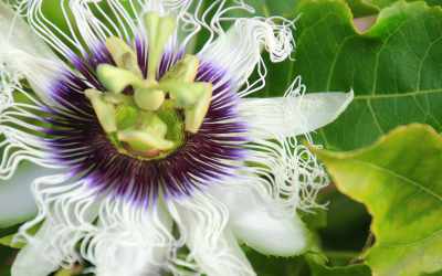 Flower image of Passiflora edulis var. Flavicarpa "Vita"