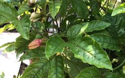 Fruit image of Passiflora edulis x colvillii