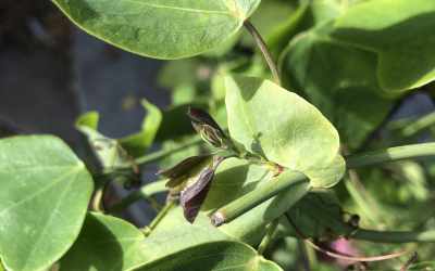 Shoots image of Passiflora elegans