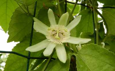 Flower image of Passiflora farneyi