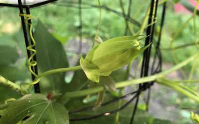 Bud image of Passiflora 'Fata Confetto'