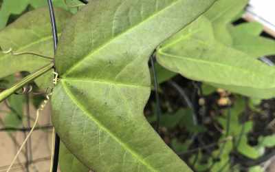 Leaf image of Passiflora 'Fledermaus'