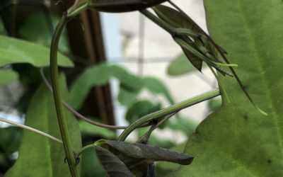 Shoots image of Passiflora 'Fledermaus'